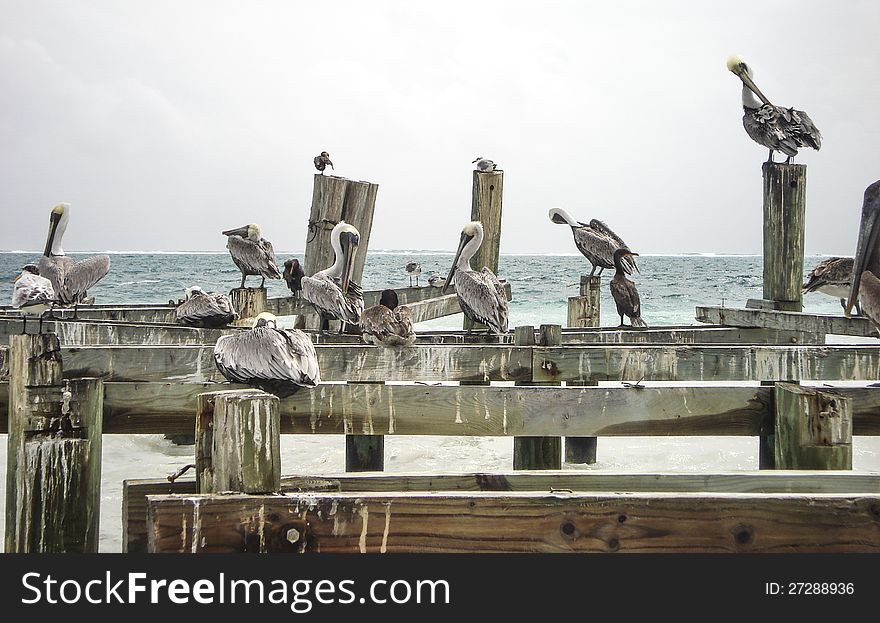 Seagulls on old dock