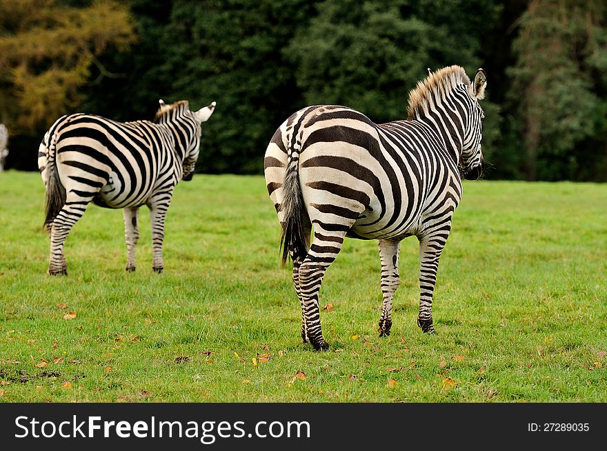 Two zebras walking away.