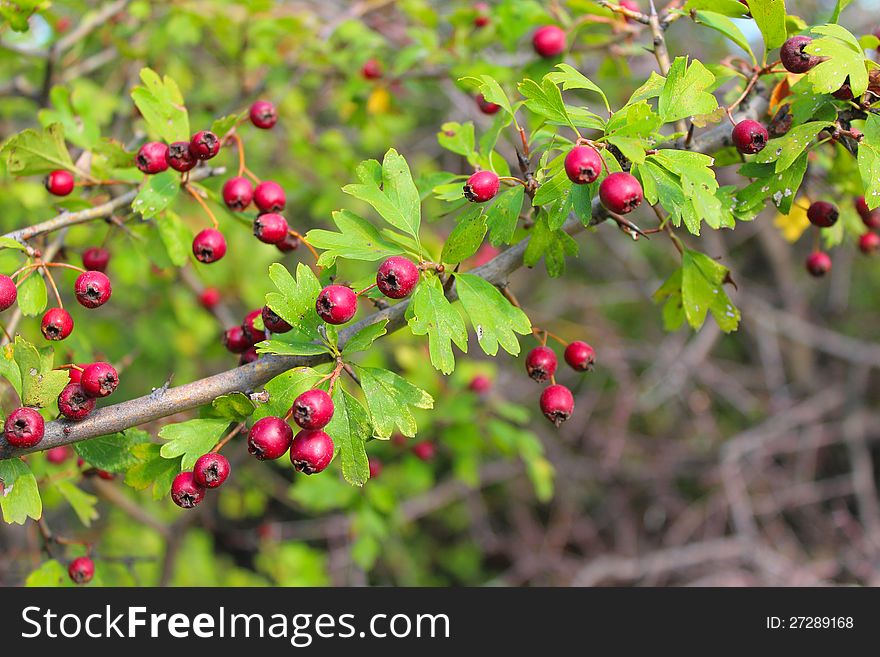 Red autumn berries with green yellow leaves. Red autumn berries with green yellow leaves