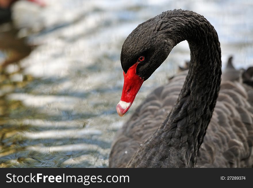 A black swan with a red beak in a wildlife park.