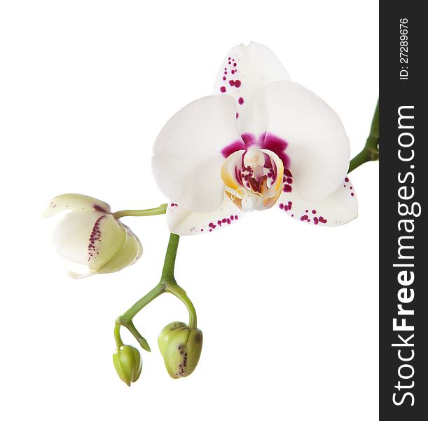 Orchid isolated on white background. A Purple Spotted or Splotched Phalaenopsis.