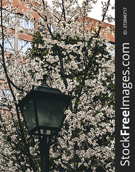 lamp is surrounded by white flowers in full blossom