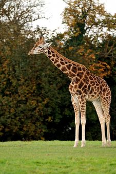 A Giraffe Standing Tall Royalty Free Stock Photography