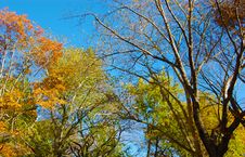 Vibrant Tree Colors During Fall Royalty Free Stock Photo Vibrant Tree Colors During Fall Royalty Free Stock Photo