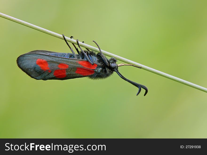 The narrow-bordered five-spot burnet (Zygaena lonicerae). Moth.