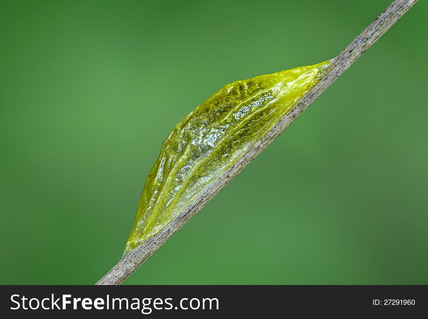 The narrow-bordered five-spot burnet (Zygaena lonicerae). Pupa.