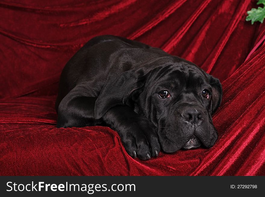 Cane corso puppy portrait lying on red velvet background