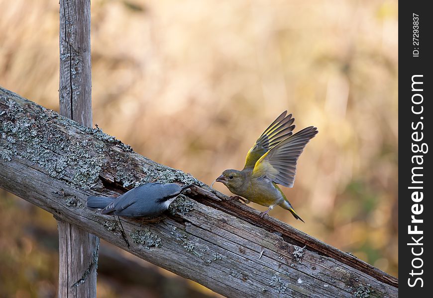 A nuthach and a greenfinch in a fight. A nuthach and a greenfinch in a fight