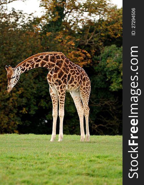 A giraffe looking down sadly at the ground at a wildlife park. A giraffe looking down sadly at the ground at a wildlife park.