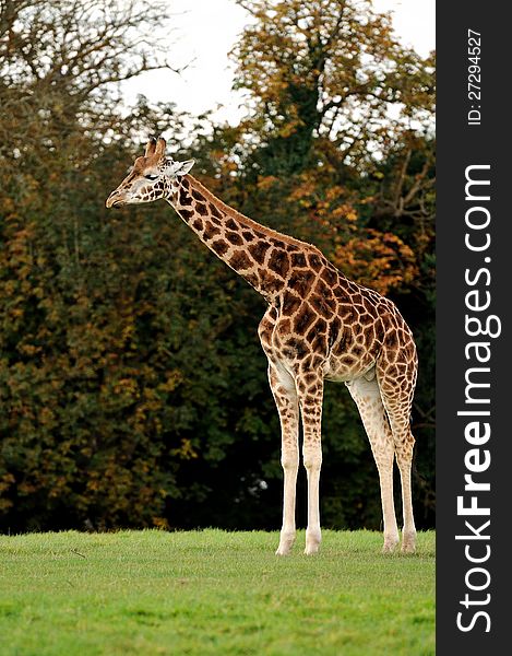 A giraffe standing tall at a wildlife park.