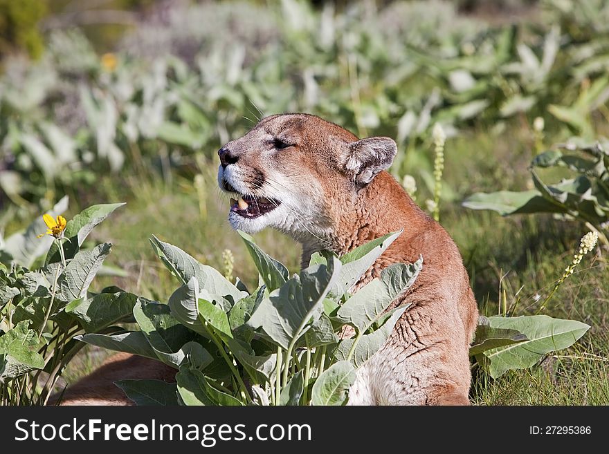 The western American Mountain Lion is resting in the balsam root plant. The western American Mountain Lion is resting in the balsam root plant.