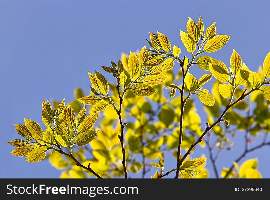 Tree branch with young leaves on sky background. Tree branch with young leaves on sky background