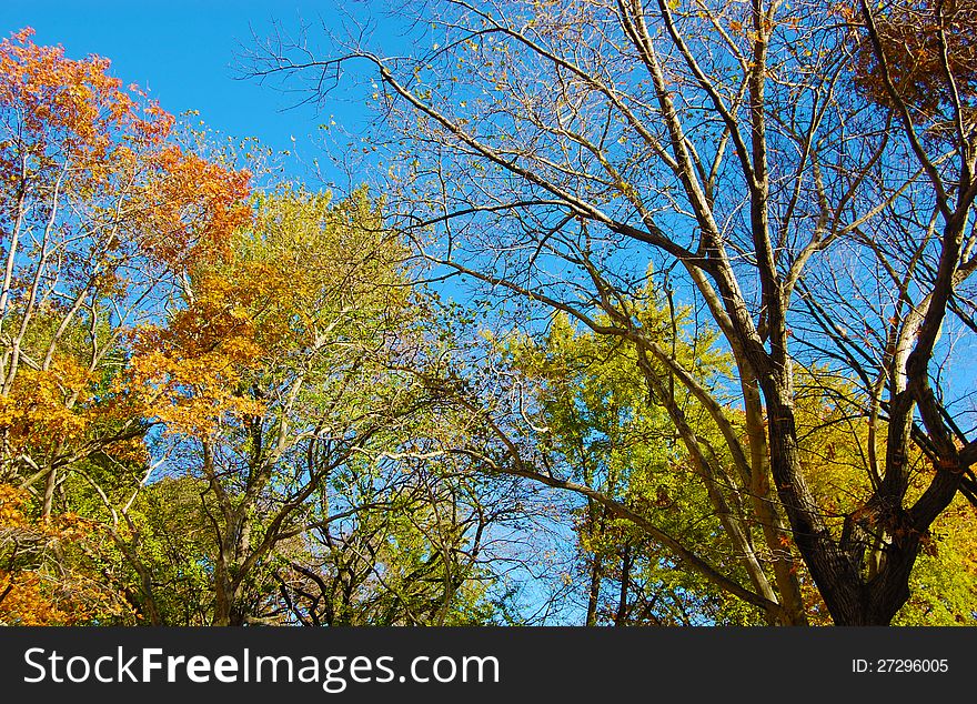 Vibrant Tree Colors During Fall