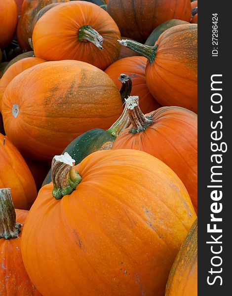 Closeup of different size pumpkins for sale