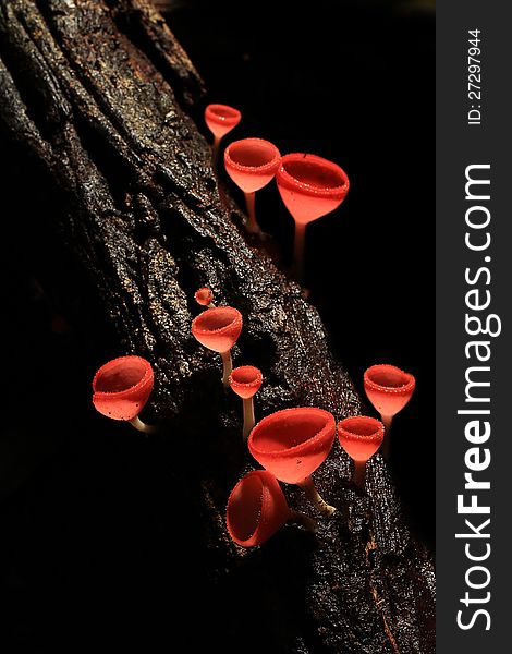 Orange mushroom or Champagne mushroom in rain forest, Thailand.