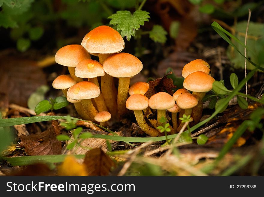 Cluster of toadstools or mushrooms on forest floor