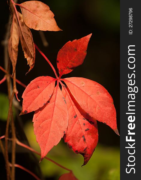 Red Leaves in sun taken in Autumn 2012. Red Leaves in sun taken in Autumn 2012