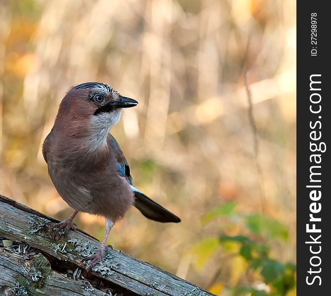 A close up on the profile of the determined jay, sitting on an old wooden fence with a nice bokeh in background. A close up on the profile of the determined jay, sitting on an old wooden fence with a nice bokeh in background