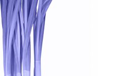 Fresh Daffodil Stems And Leaves Repainted In Trendy Very Peri Color On White Background. Vertical Violet Plant Leaves Of Growing H Stock Images