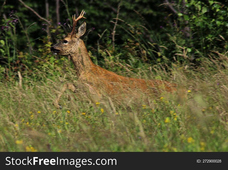 Roe Deer Running In The Meadow