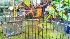 A Spider Making A Web In A Birdcage Royalty Free Stock Photography