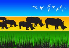 Rhino Stock Images