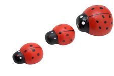 Ladybirds Stock Images