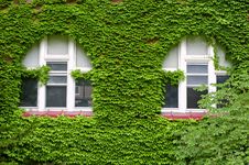 Ivy Growing On Wall Royalty Free Stock Image Ivy Growing On Wall Royalty Free Stock Image
