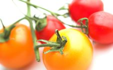 Mixed Tomatoes Royalty Free Stock Photo Mixed Tomatoes Royalty Free Stock Photo