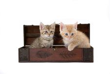 Two Kittens In The Box Royalty Free Stock Image
