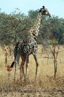 Giraffe Stock Photos Giraffe Stock Photos