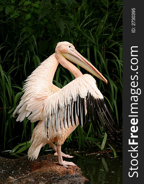 Pelican preparing for flight with its wings open