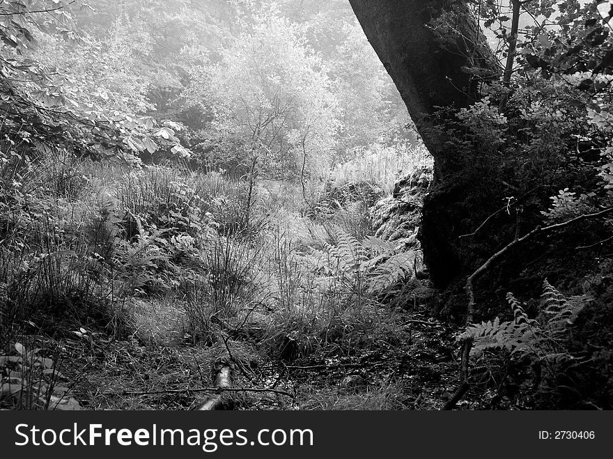 A black and white image of a wooded clearing with lush undergrowth, marsh grass and ferns. A black and white image of a wooded clearing with lush undergrowth, marsh grass and ferns