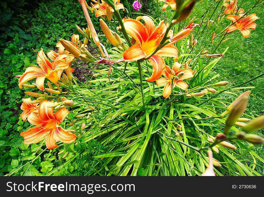 Orange lillies in the green garden at spring. Orange lillies in the green garden at spring