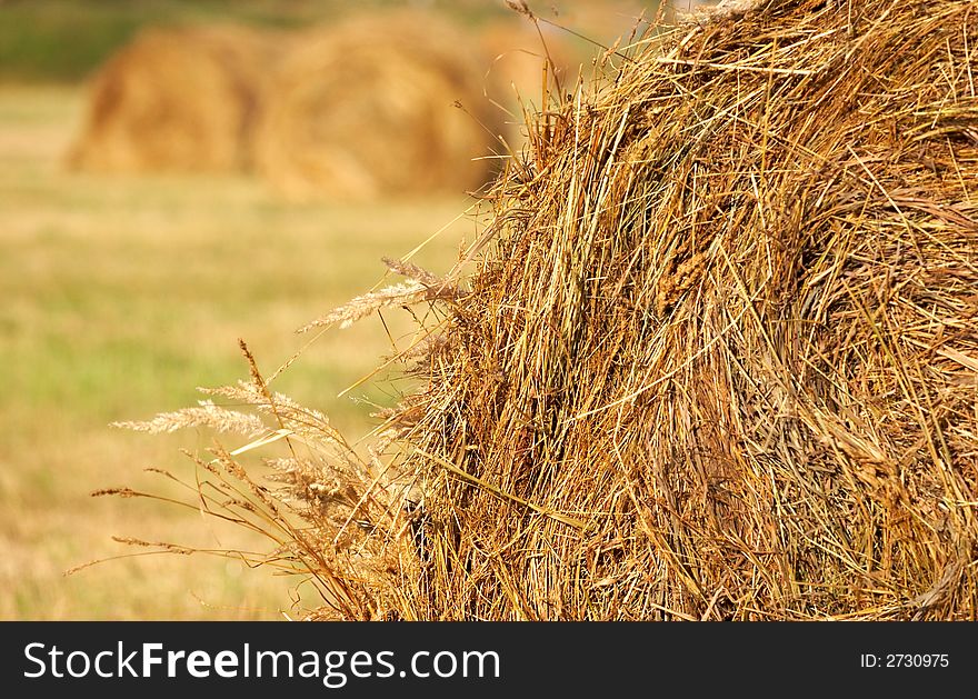 Blades of a haystack on a background of other stacks. Blades of a haystack on a background of other stacks.