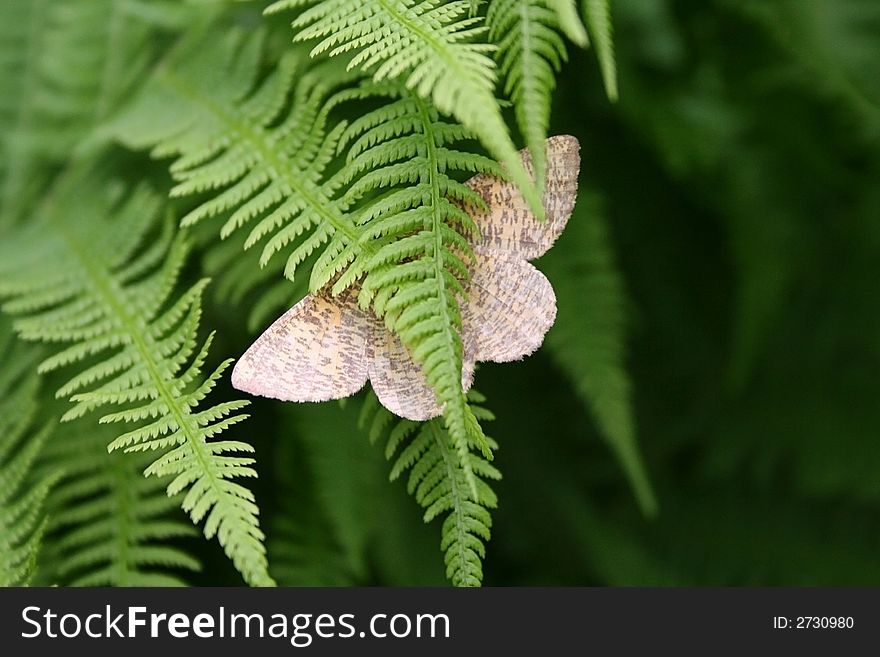 Butterfly In Fern