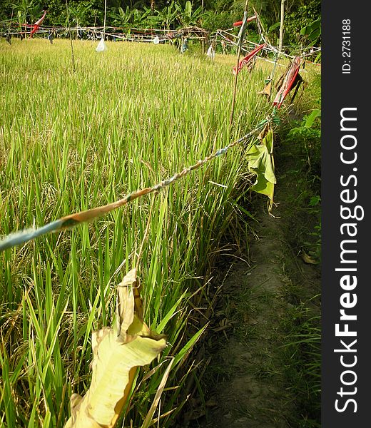 Indonesian Farming