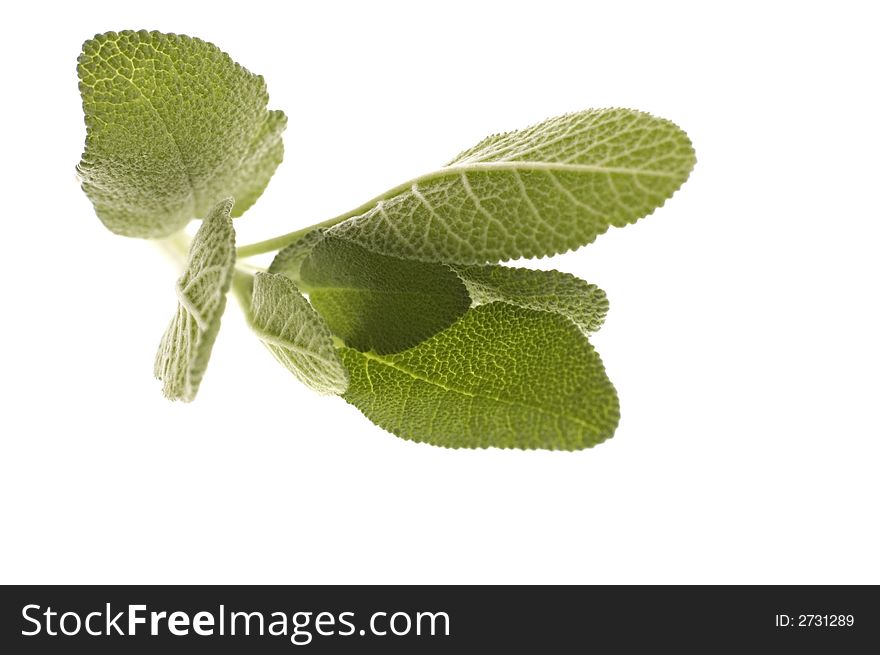 Fresh sage isolated on the white background. herbs and spices