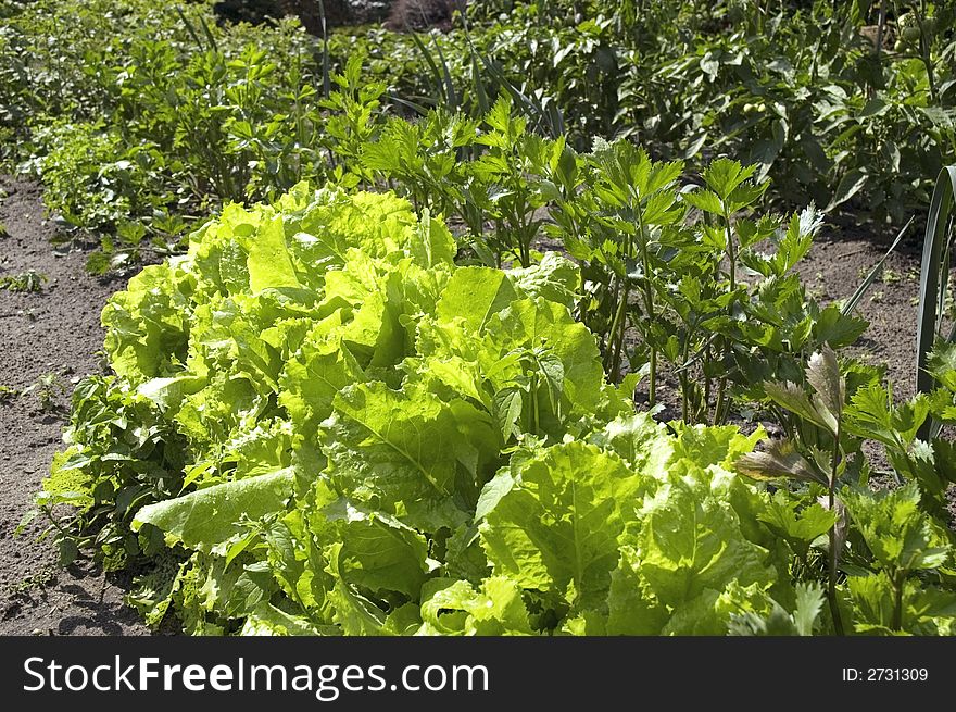 Growing lettuce. garden, rain and fresh vegetables