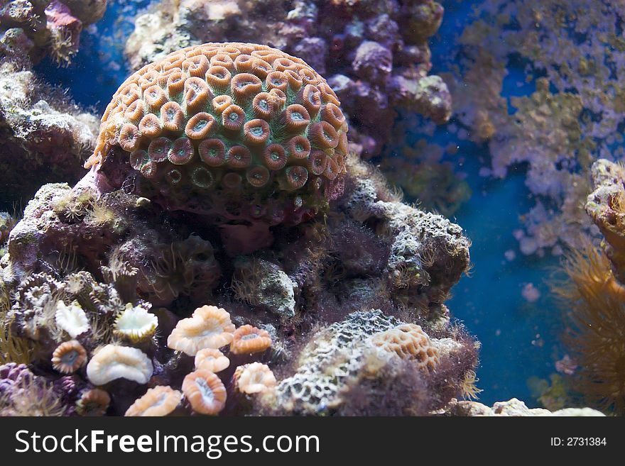 Various corals in underwater scenic