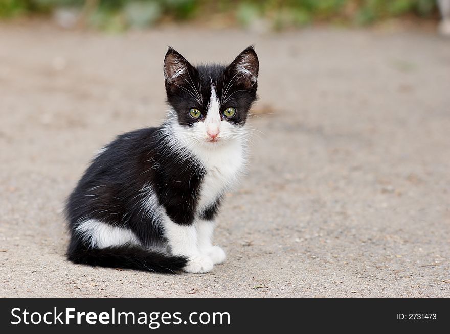 Stray Kitten Sitting