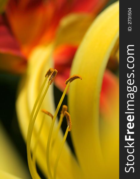 Close Up of the Stamen and Pollen in a yellow Lilly. Close Up of the Stamen and Pollen in a yellow Lilly