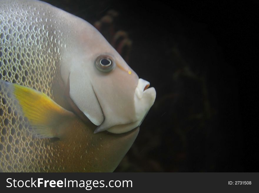 Close up shot of a multi colored fish in water. Close up shot of a multi colored fish in water