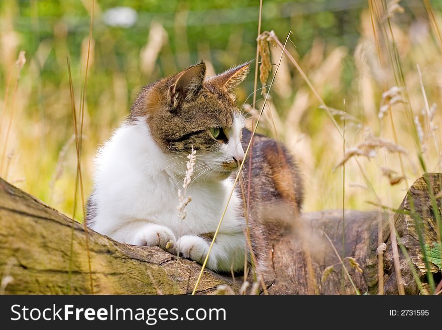 A female cat lying in the sun on a dead tree. A female cat lying in the sun on a dead tree