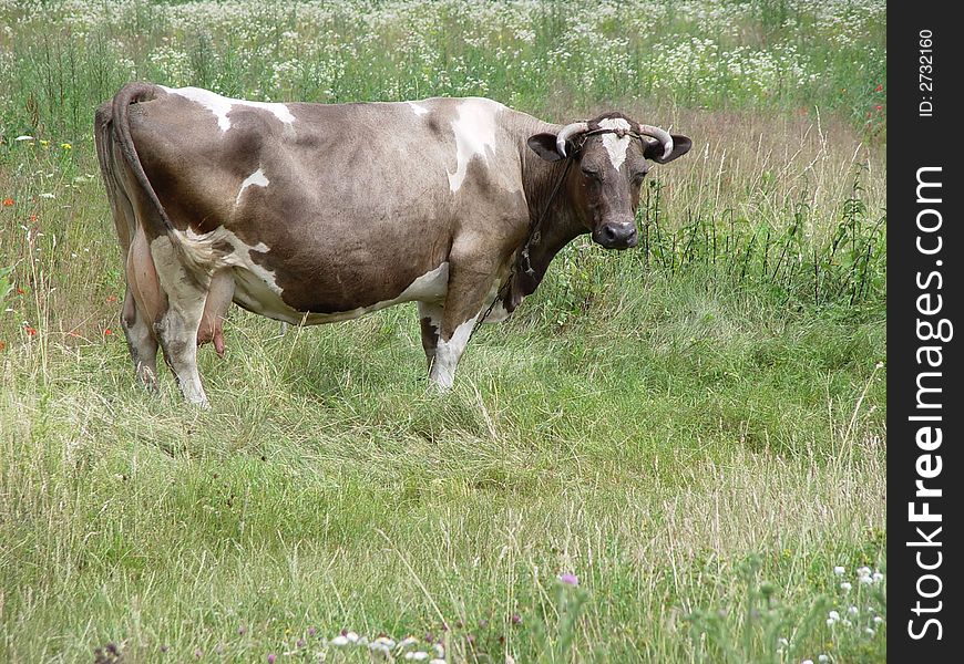 Big cow. green grass. background