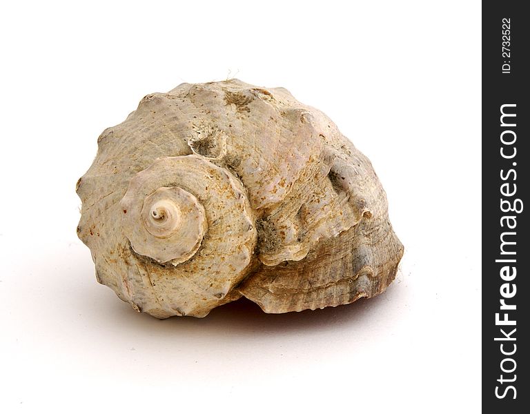 Seashell Closeup