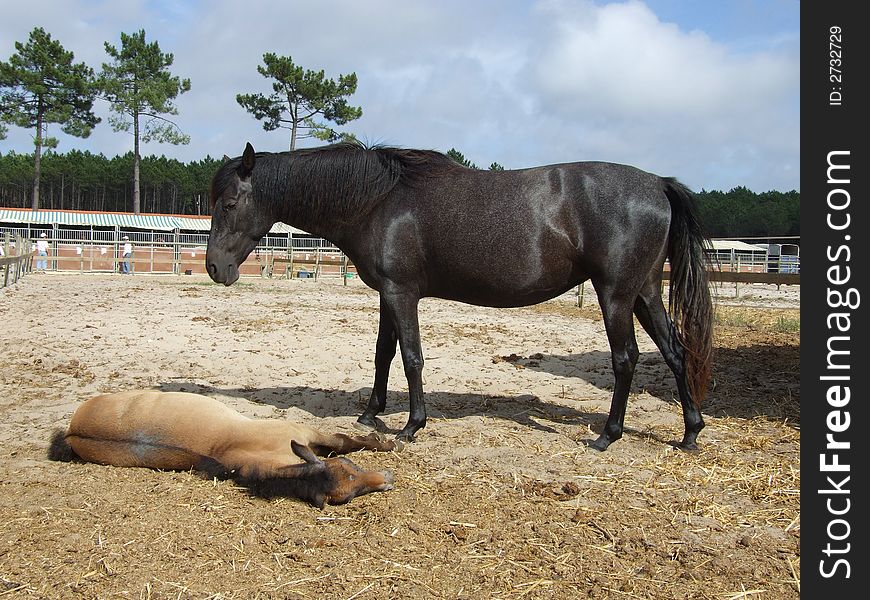 Female horse and is baby