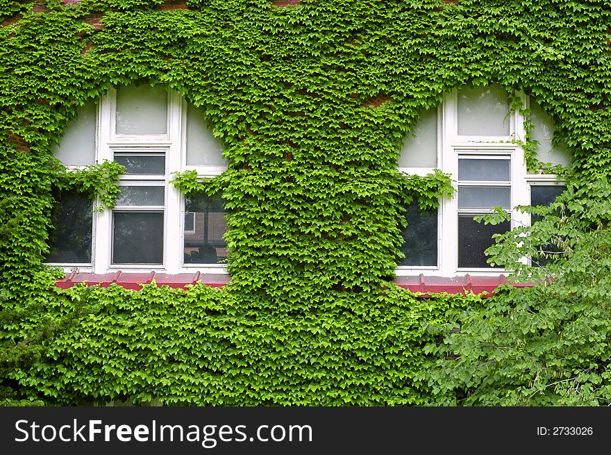 Closeup detail of green ivy on wall of building. Closeup detail of green ivy on wall of building