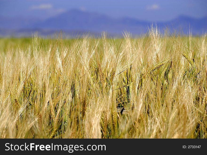 Closeup detail of grain growing in a field. Closeup detail of grain growing in a field