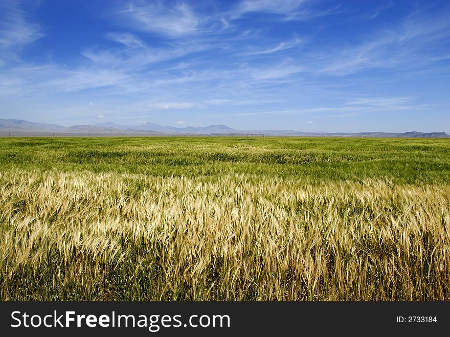 Closeup detail of grain growing in a field. Closeup detail of grain growing in a field